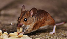 24 Hour & Emergency Exterminators in Hendersonville, NC